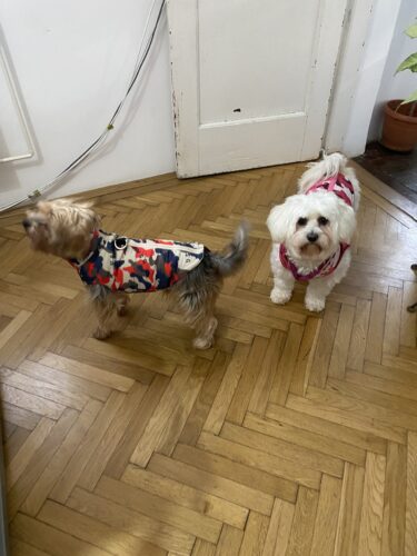 Vesta impermeabila, inchidere cu fermoar, inel pentru lesa #HC1902 photo review