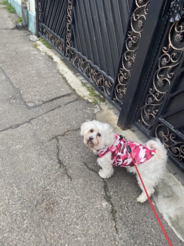 Vesta impermeabila, Military #HC285 photo review