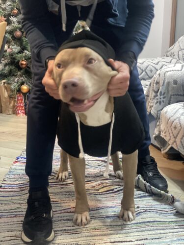 Hanorac cu Gluga pentru caini talie mare, Negru #HM039 photo review