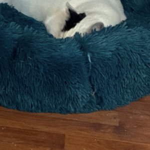 Pat Pufos Pentru Caini si Pisici #PC22 photo review