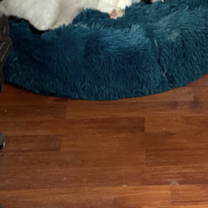 Pat Pufos Pentru Caini si Pisici #PC22 photo review