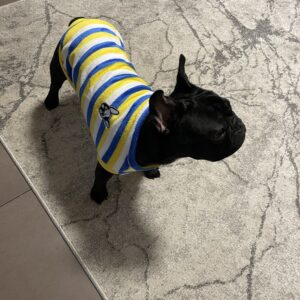 Bluza Bulldog, Dungi - Galben/Albastru #HC1431 photo review