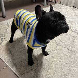 Bluza Bulldog, Dungi - Galben/Albastru #HC1431 photo review