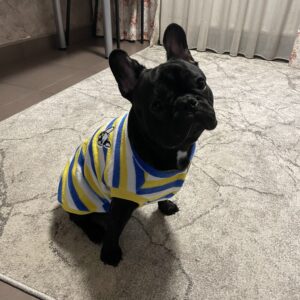 Bluza Bulldog, Dungi - Galben/Albastru #HC1431 photo review