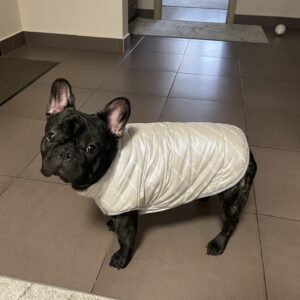 Vesta Bulldog, Imblanita, Impermeabila - Gri #HC764 photo review