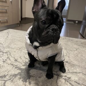 Vesta Bulldog, Imblanita, Impermeabila - Gri #HC764 photo review