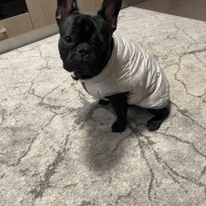 Vesta Bulldog, Imblanita, Impermeabila - Gri #HC764 photo review