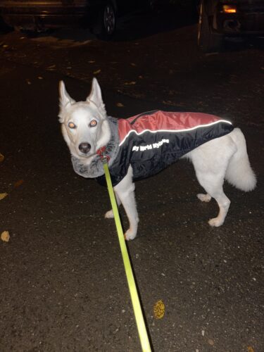 Vesta caini talie mare, matlasata, impermeabila, ham incorporat #HM125 photo review