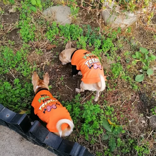 Tricou pentru catei - Trick for Treats - #HC1079 photo review