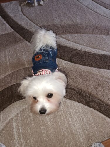 Salopeta de Blugi - Imblanita #HC1003 photo review