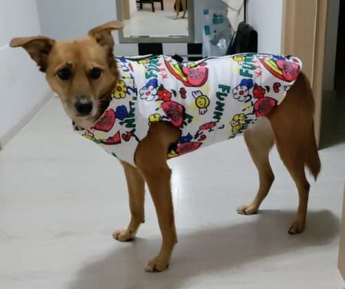 Vesta caini talie mare, impermeabila #HM117 photo review