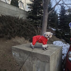 Papuci imblaniti pentru catei - DOG - Argintii #P24 photo review