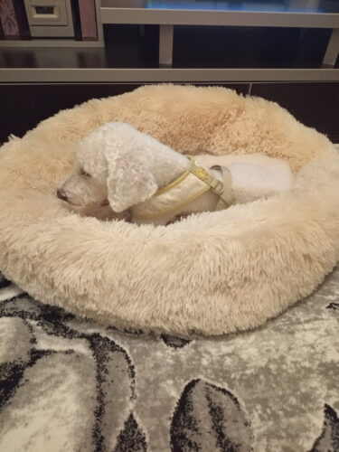 Pat Pufos Pentru Caini si Pisici #PC24 photo review