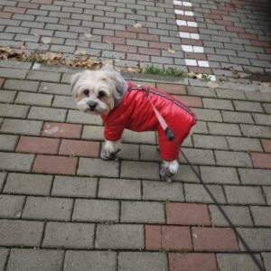 Papuci imblaniti pentru catei - DOG - Argintii #P24 photo review