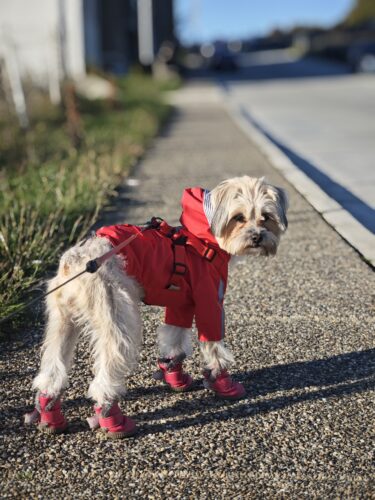 Papuci imblaniti pentru catei - DOG - Roz  #P25 photo review