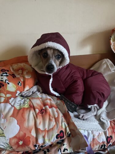 Salopeta cu gluga, Imblanita, Impermeabila, Inel pentru lesa, Visiniu #HC1588 photo review