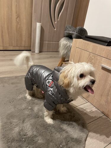 Salopeta Gri Impermeabila, Matlasata #HC205 photo review