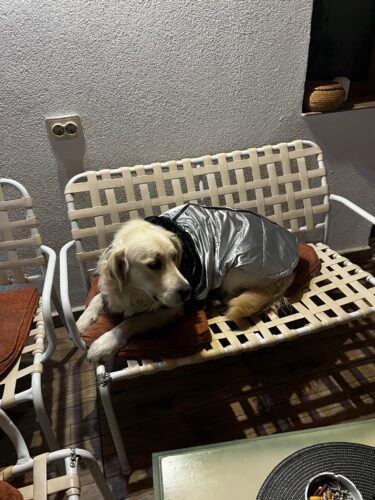 Vesta caini talie mare, imblanita, impermeabila, Inel pentru lesa, Argintiu/Negru #HM107 photo review