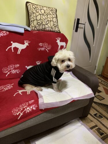 Hanorac cu Gluga pentru caine de talie mare, Adidog, Negru #HM139 photo review