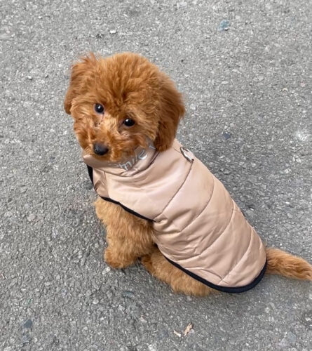 Vesta imblanita, impermeabila, Smile, Maro #HC1423 photo review