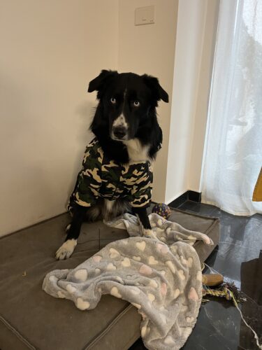 Salopeta caini talie mare cu gluga, imblanita - Military #HM050 photo review