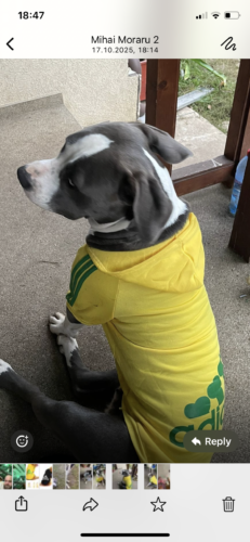 Hanorac cu Gluga pentru caine de talie mare, Adidog, Galben #HM141 photo review