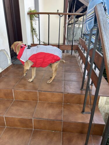 Vesta caini talie mare, matlasata, impermeabila #HM126 photo review