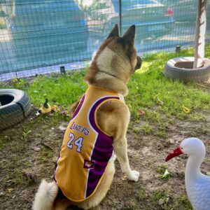 Tricou pentru caini de talie mare - Lakers #HM072 photo review