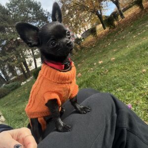 Pulover Tricotat, Portocaliu #HC398 photo review