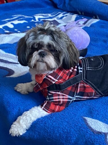 Salopeta de Blugi cu Camasa Rosie #HC1969 photo review