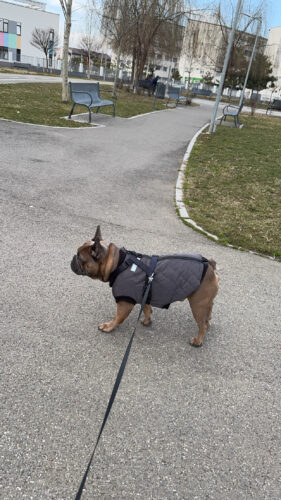 Vesta Bulldog, Matlasata, Impermeabila - Gri #HC823 photo review