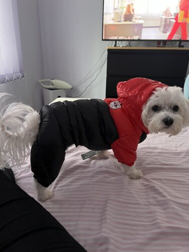 Salopeta Matlasata, Impermeabila, Gluga - Negru/Rosu #HC1962 photo review