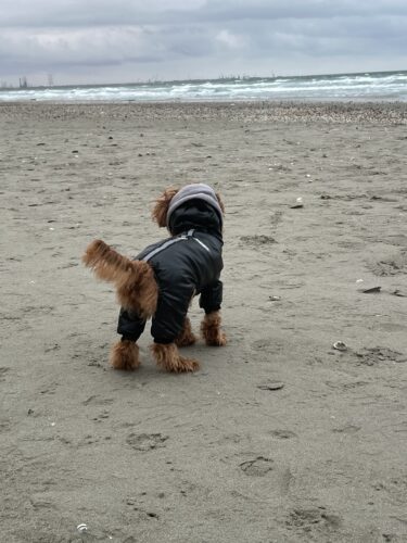 Pulover Tricotat, Rosu #HC621 photo review