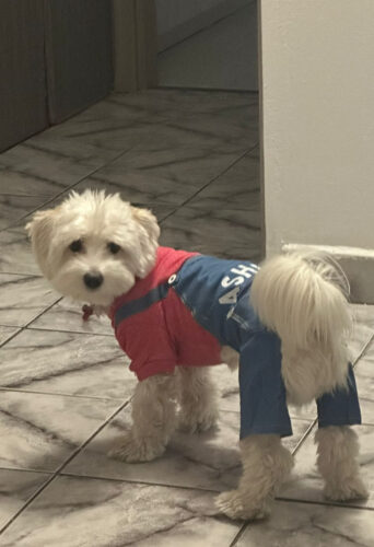 Salopeta de Blugi, Bluza Roz, Fashion #HC595 photo review