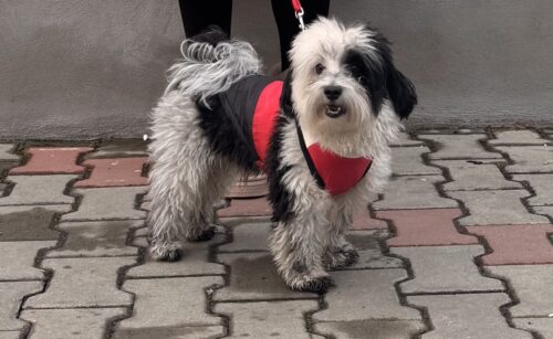 Vesta impermeabila, alb/rosu/negru #HC004 photo review