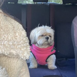 Vesta Impermeabila, Imblanita + Ham incorporat - Neagra #HC387 photo review