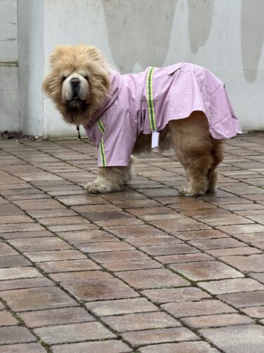 Pelerina pentru caini de talie mare, Gluga, Roz #HM062 photo review