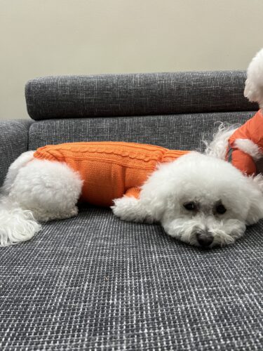 Pulover Tricotat, Portocaliu #HC398 photo review