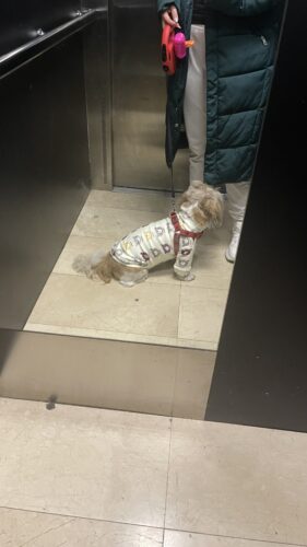 Bluza pentru catei, Happy Bear #HC1283 photo review