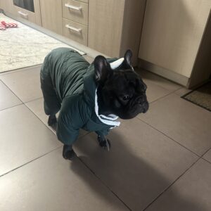 Salopeta cu gluga, Imblanita, Impermeabila, Inel pentru lesa, Verde #HC1587 photo review