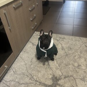 Salopeta cu gluga, Imblanita, Impermeabila, Inel pentru lesa, Verde #HC1587 photo review