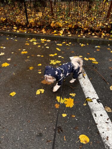 Salopeta imblanita, impermeabila, Neagra #HC548 photo review