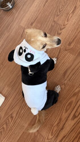 Salopeta Cocolino - Urs Panda #HC2039 photo review