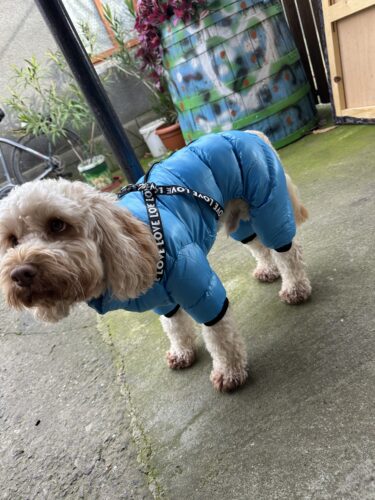 Salopeta cu Ham – Matlasata, Impermeabila - Albastra #HC1481 photo review