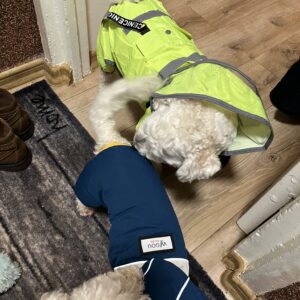 Pelerina Ploaie Pentru Catei, Gluga, Inel pentru lesa, Albastra #HC1801 photo review