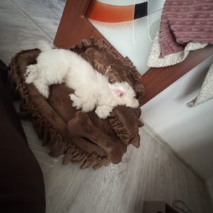 Pat de lux pentru caini, Catifea, Maro #PC12 photo review