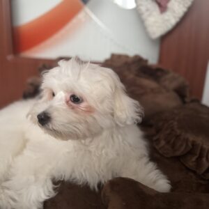 Pat de lux pentru caini, Catifea, Maro #PC12 photo review