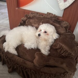 Pat de lux pentru caini, Catifea, Maro #PC12 photo review