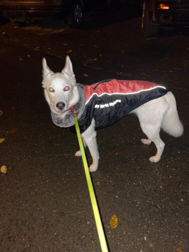 Vesta caini talie mare, matlasata, impermeabila, ham incorporat #HM070 photo review