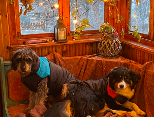 Vesta caini talie mare, impermeabila, negru/rosu, #HM005 photo review